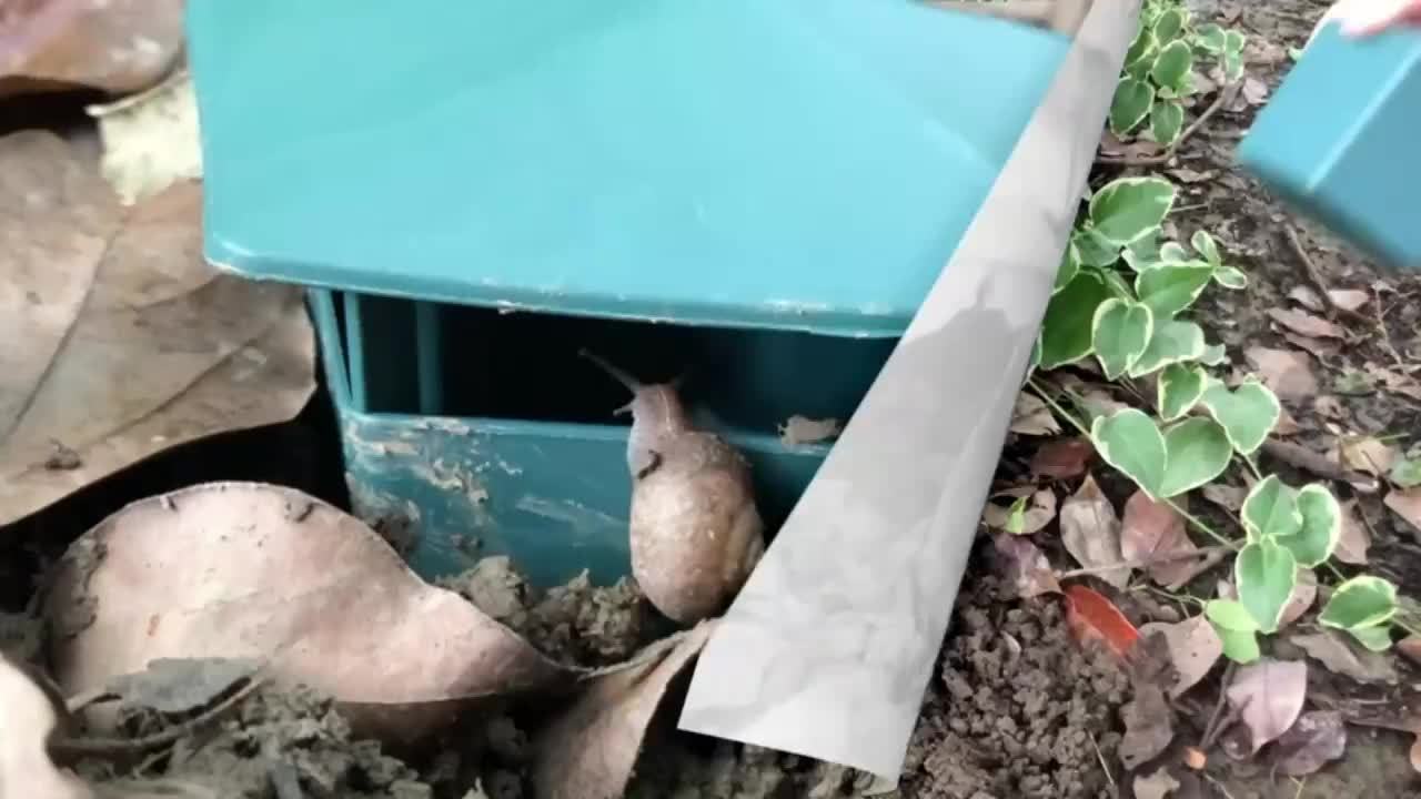 4 Stück Wiederverwendbare Schnecken- & Slakenfallen